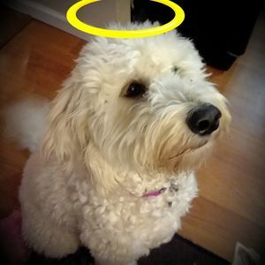 Meet your Posher, Trish